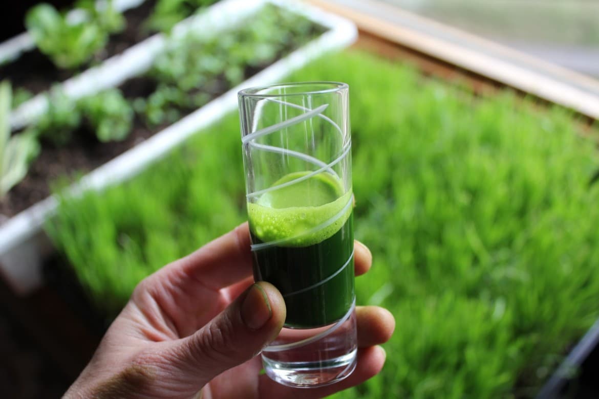 Better Than Wheatgrass: Raw Veggie Juice and Sprouts : Conscious Life ...